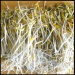 beansprouts610